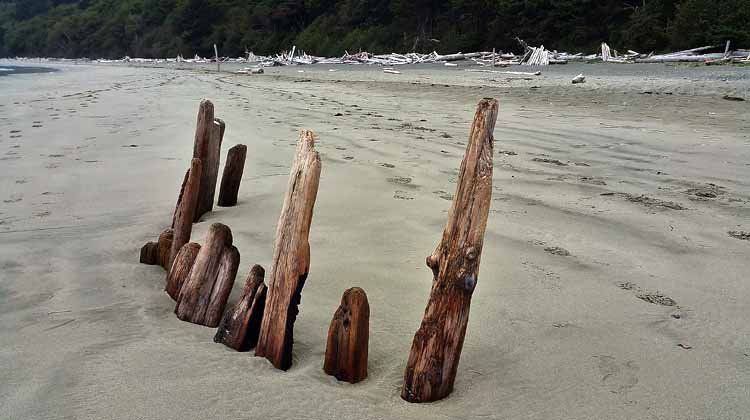 beach scene, driftwood